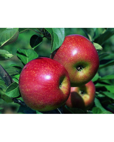Яблуня Райська плодова (осіння) | Malus Paradise Apple