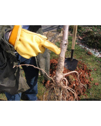 Яблуня Райська плодова (осіння) | Malus Paradise Apple