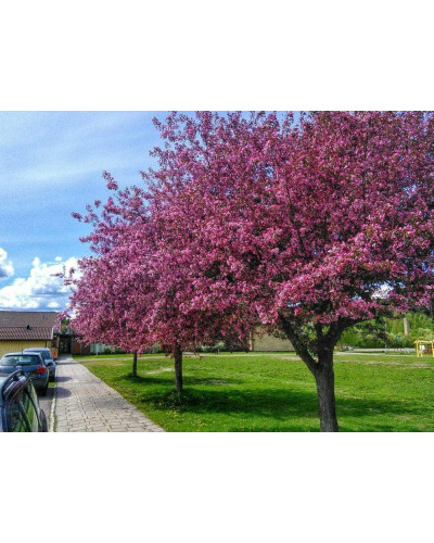 Яблуня Райська плодова (осіння) | Malus Paradise Apple