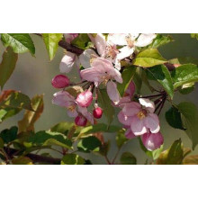 Яблуня Райська плодова (осіння) | Malus Paradise Apple