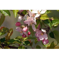 Яблуня Райська плодова (осіння) | Malus Paradise Apple
