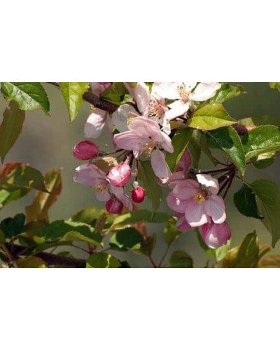 Яблуня Райська плодова (осіння) | Malus Paradise Apple