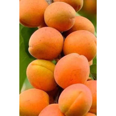 Абрикос колоновидний ‘Зоряний’|Prunus columnar ‘Zoryanyi’|Абрикос колоновидный ‘Звездный’