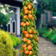 Абрикос колоновидний ‘Зоряний’|Prunus columnar ‘Zoryanyi’|Абрикос колоновидный ‘Звездный’