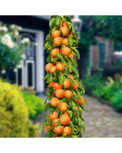 Абрикос колоновидний ‘Зоряний’|Prunus columnar ‘Zoryanyi’|Абрикос колоновидный ‘Звездный’