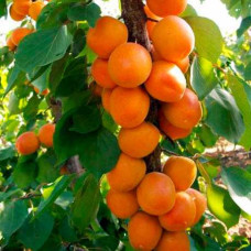 Абрикос колоновидний ‘Зоряний’|Prunus columnar ‘Zoryanyi’|Абрикос колоновидный ‘Звездный’