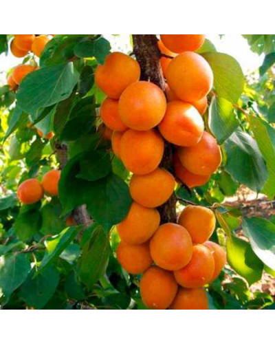 Абрикос колоновидний ‘Зоряний’|Prunus columnar ‘Zoryanyi’|Абрикос колоновидный ‘Звездный’