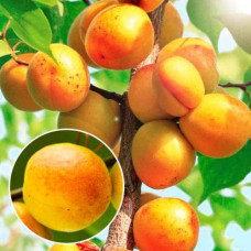 Абрикос колоновидний ‘Зоряний’|Prunus columnar ‘Zoryanyi’|Абрикос колоновидный ‘Звездный’