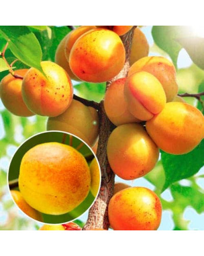 Абрикос колоновидний ‘Зоряний’|Prunus columnar ‘Zoryanyi’|Абрикос колоновидный ‘Звездный’