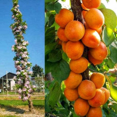 Абрикос колоновидний ‘Зоряний’|Prunus columnar ‘Zoryanyi’|Абрикос колоновидный ‘Звездный’