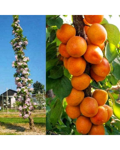 Абрикос колоновидний ‘Зоряний’|Prunus columnar ‘Zoryanyi’|Абрикос колоновидный ‘Звездный’