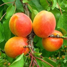 Абрикос колоновидний ‘Зоряний’|Prunus columnar ‘Zoryanyi’|Абрикос колоновидный ‘Звездный’