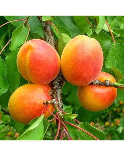Абрикос колоновидний ‘Зоряний’|Prunus columnar ‘Zoryanyi’|Абрикос колоновидный ‘Звездный’
