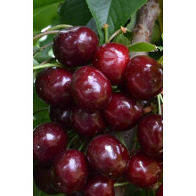 Вишня домашня Ерді Крупноплідна (середня) | Prunus cerasus Erdi bopromo (middle) | Вишня домашняя Эрди Крупноплодная (средняя)