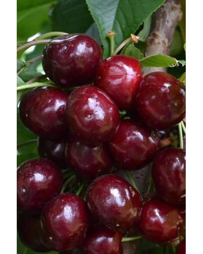 Вишня домашня Ерді Крупноплідна (середня) | Prunus cerasus Erdi bopromo (middle) | Вишня домашняя Эрди Крупноплодная (средняя)