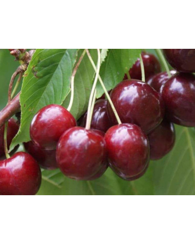 Вишня домашня Ерді Крупноплідна (середня) | Prunus cerasus Erdi bopromo (middle) | Вишня домашняя Эрди Крупноплодная (средняя)