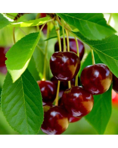 Вишня домашня Ерді Крупноплідна (середня) | Prunus cerasus Erdi bopromo (middle) | Вишня домашняя Эрди Крупноплодная (средняя)