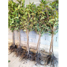 Вишня домашня Ерді Крупноплідна (середня) | Prunus cerasus Erdi bopromo (middle) | Вишня домашняя Эрди Крупноплодная (средняя)