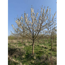 Вишня домашня Ерді Крупноплідна (середня) | Prunus cerasus Erdi bopromo (middle) | Вишня домашняя Эрди Крупноплодная (средняя)