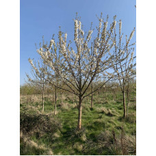 Вишня домашня Ерді Крупноплідна (середня) | Prunus cerasus Erdi bopromo (middle) | Вишня домашняя Эрди Крупноплодная (средняя)