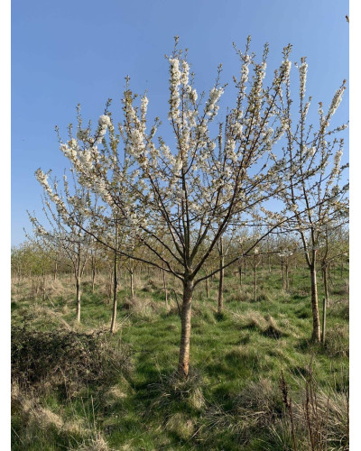 Вишня домашня Ерді Крупноплідна (середня) | Prunus cerasus Erdi bopromo (middle) | Вишня домашняя Эрди Крупноплодная (средняя)