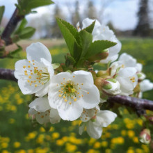Вишня домашня Ерді Крупноплідна (середня) | Prunus cerasus Erdi bopromo (middle) | Вишня домашняя Эрди Крупноплодная (средняя)