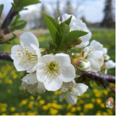 Вишня домашня Ерді Крупноплідна (середня) | Prunus cerasus Erdi bopromo (middle) | Вишня домашняя Эрди Крупноплодная (средняя)