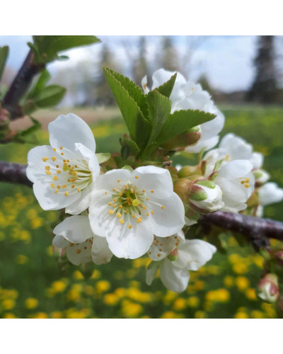 Вишня домашня Ерді Крупноплідна (середня) | Prunus cerasus Erdi bopromo (middle) | Вишня домашняя Эрди Крупноплодная (средняя)