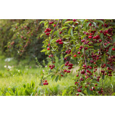 Вишня домашня Ерді Крупноплідна (середня) | Prunus cerasus Erdi bopromo (middle) | Вишня домашняя Эрди Крупноплодная (средняя)