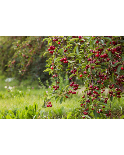 Вишня домашня Ерді Крупноплідна (середня) | Prunus cerasus Erdi bopromo (middle) | Вишня домашняя Эрди Крупноплодная (средняя)