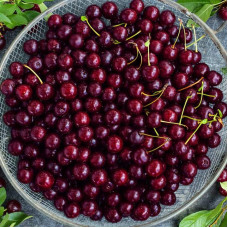 Вишня домашня Ерді Крупноплідна (середня) | Prunus cerasus Erdi bopromo (middle) | Вишня домашняя Эрди Крупноплодная (средняя)