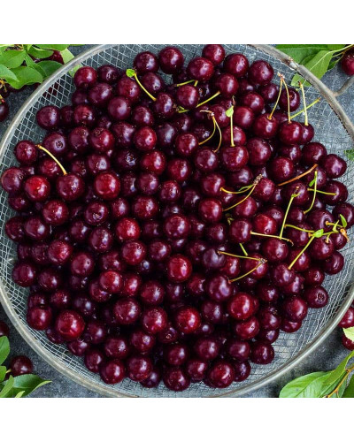 Вишня домашня Ерді Крупноплідна (середня) | Prunus cerasus Erdi bopromo (middle) | Вишня домашняя Эрди Крупноплодная (средняя)