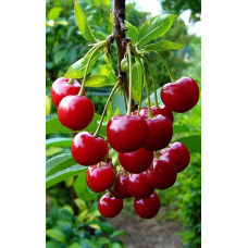 Вишня домашня Ерді Крупноплідна (середня) | Prunus cerasus Erdi bopromo (middle) | Вишня домашняя Эрди Крупноплодная (средняя)