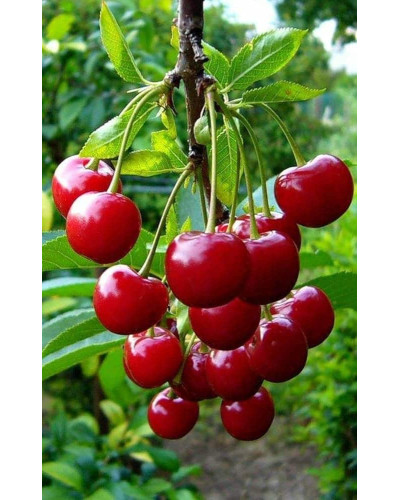 Вишня домашня Ерді Крупноплідна (середня) | Prunus cerasus Erdi bopromo (middle) | Вишня домашняя Эрди Крупноплодная (средняя)