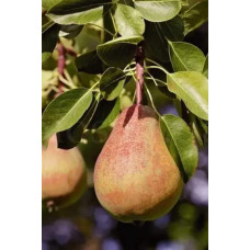 Груша ‘Легенда Карпат’|Pyrus communis ‘Legenda Karpat’|Груша ‘Легенда Карпат’