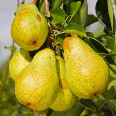 Груша ‘Легенда Карпат’|Pyrus communis ‘Legenda Karpat’|Груша ‘Легенда Карпат’