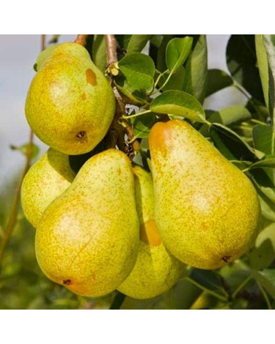 Груша ‘Легенда Карпат’|Pyrus communis ‘Legenda Karpat’|Груша ‘Легенда Карпат’