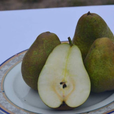 Груша ‘Легенда Карпат’|Pyrus communis ‘Legenda Karpat’|Груша ‘Легенда Карпат’