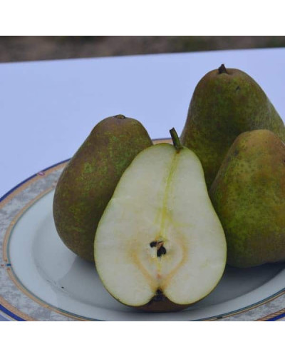 Груша ‘Легенда Карпат’|Pyrus communis ‘Legenda Karpat’|Груша ‘Легенда Карпат’