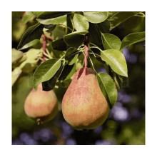 Груша ‘Легенда Карпат’|Pyrus communis ‘Legenda Karpat’|Груша ‘Легенда Карпат’