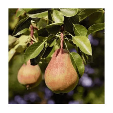 Груша ‘Легенда Карпат’|Pyrus communis ‘Legenda Karpat’|Груша ‘Легенда Карпат’