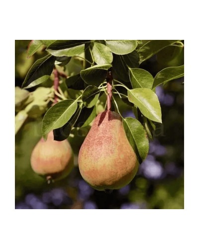 Груша ‘Легенда Карпат’|Pyrus communis ‘Legenda Karpat’|Груша ‘Легенда Карпат’