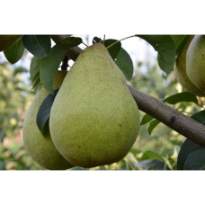 Груша ‘Легенда Карпат’|Pyrus communis ‘Legenda Karpat’|Груша ‘Легенда Карпат’