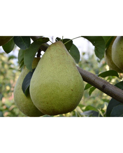 Груша ‘Легенда Карпат’|Pyrus communis ‘Legenda Karpat’|Груша ‘Легенда Карпат’