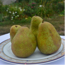 Груша ‘Легенда Карпат’|Pyrus communis ‘Legenda Karpat’|Груша ‘Легенда Карпат’