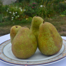 Груша ‘Легенда Карпат’|Pyrus communis ‘Legenda Karpat’|Груша ‘Легенда Карпат’