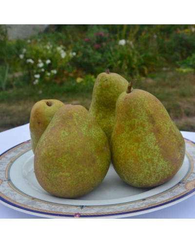 Груша ‘Легенда Карпат’|Pyrus communis ‘Legenda Karpat’|Груша ‘Легенда Карпат’