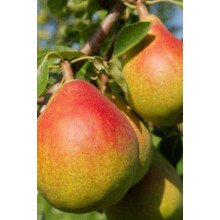 Груша звичайна ‘Олександрівка’|Pyrus communis ‘Oleksandrivka’|Груша обыкновенная ‘Александровка’