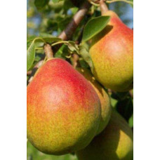 Груша звичайна ‘Олександрівка’|Pyrus communis ‘Oleksandrivka’|Груша обыкновенная ‘Александровка’