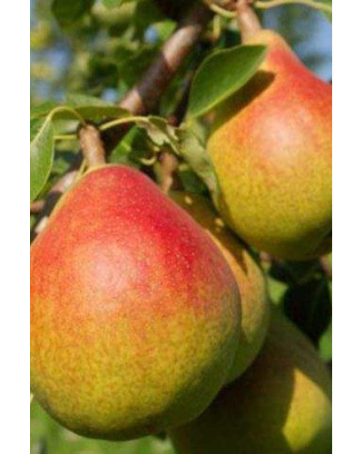 Груша звичайна ‘Олександрівка’|Pyrus communis ‘Oleksandrivka’|Груша обыкновенная ‘Александровка’